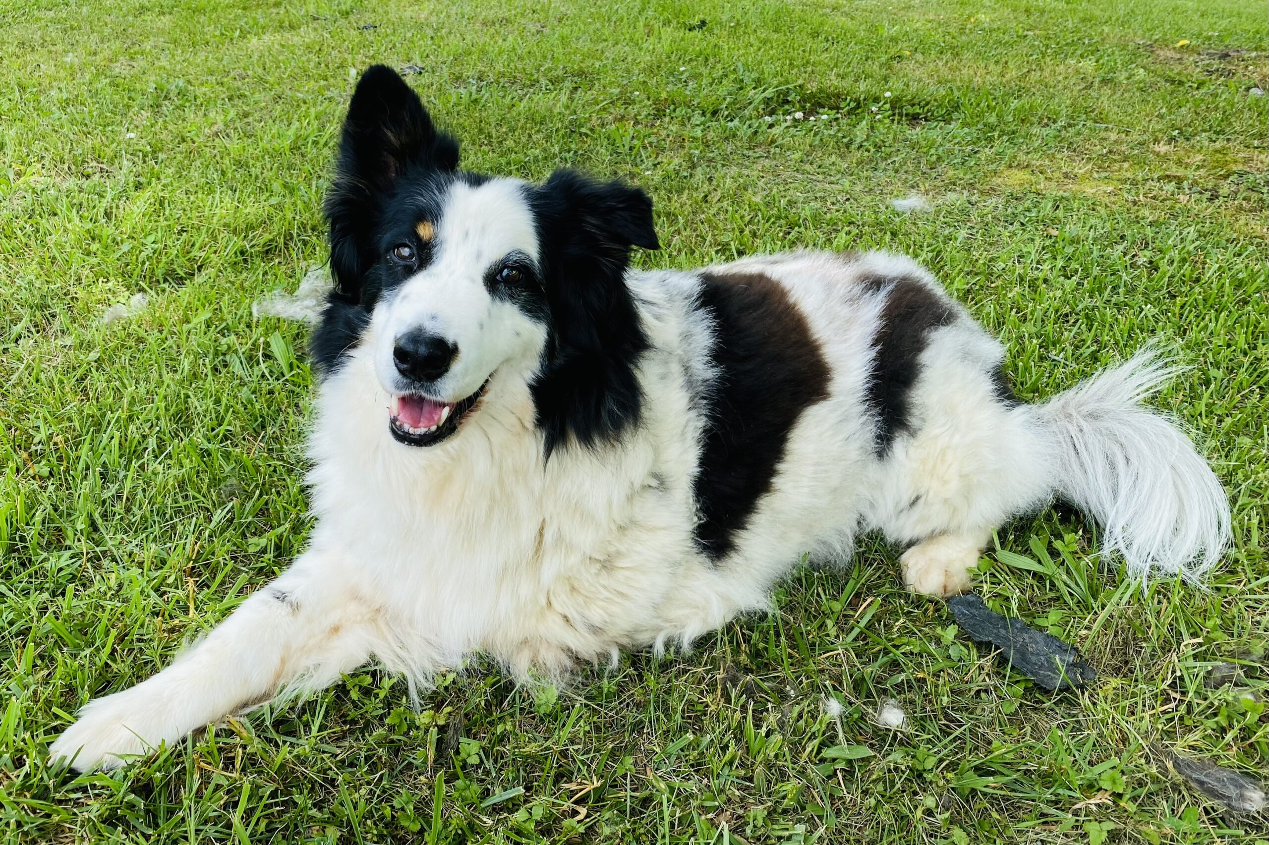 Saki, my old (and bestest) dog